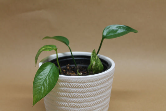 Pothos