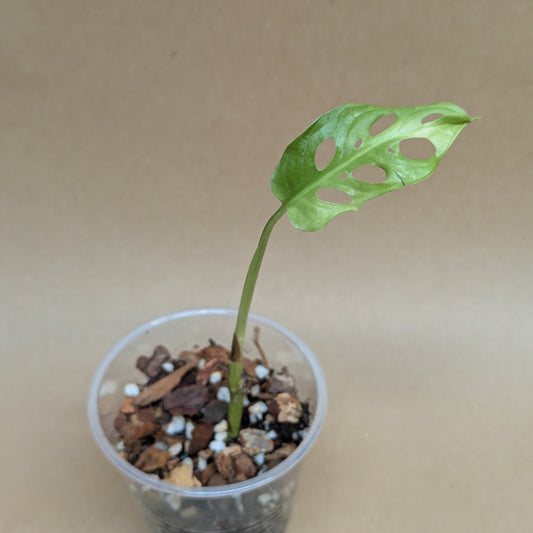 Monstera Adansonii